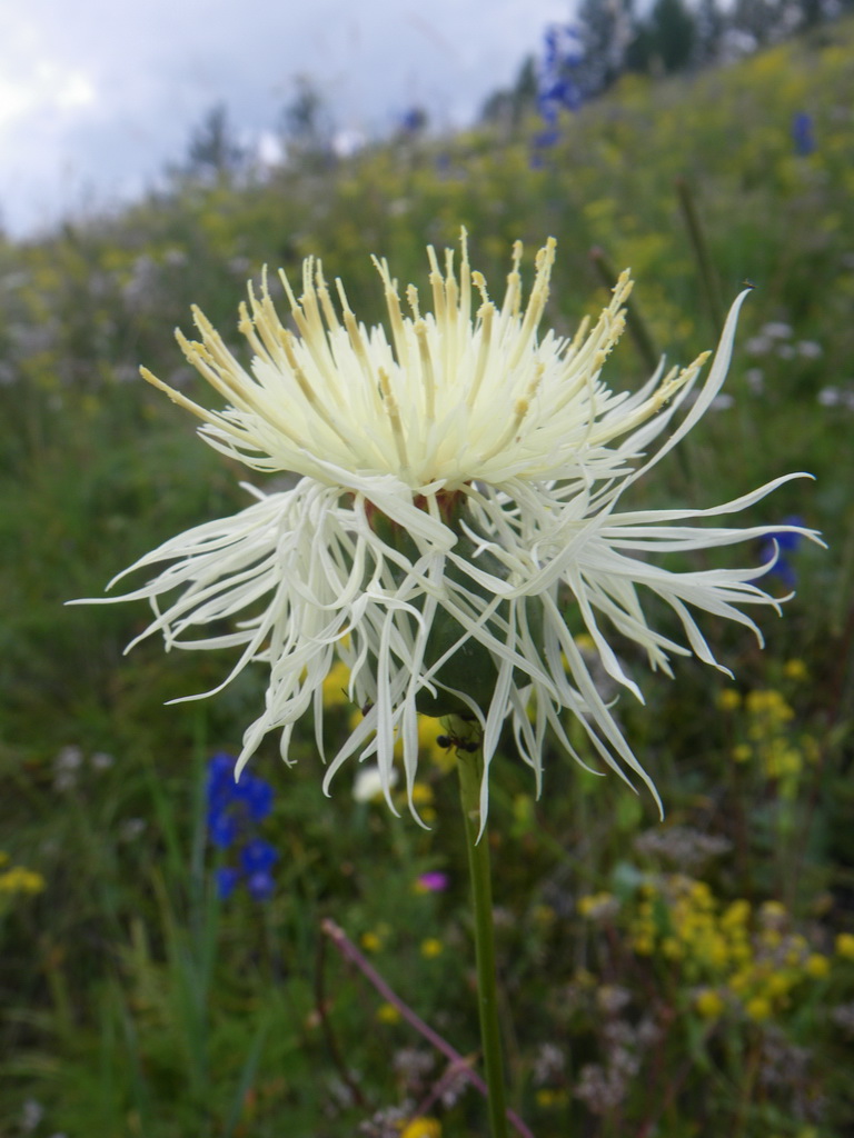 Изображение особи Rhaponticoides ruthenica.