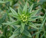 Lithospermum officinale. Верхушка цветущего растения. Иркутская обл., Иркутский р-н, окр. дер. Жердовка, луг. 16.06.2016.