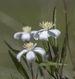 Clematis hexapetala