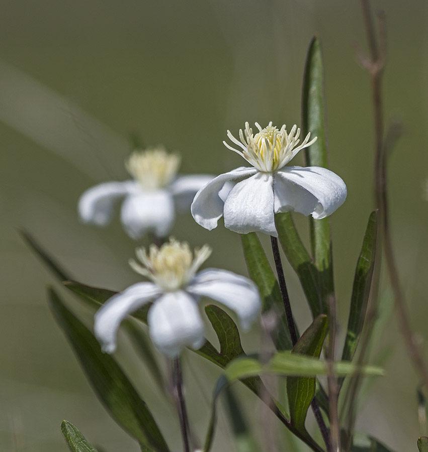 Image of Clematis hexapetala specimen.
