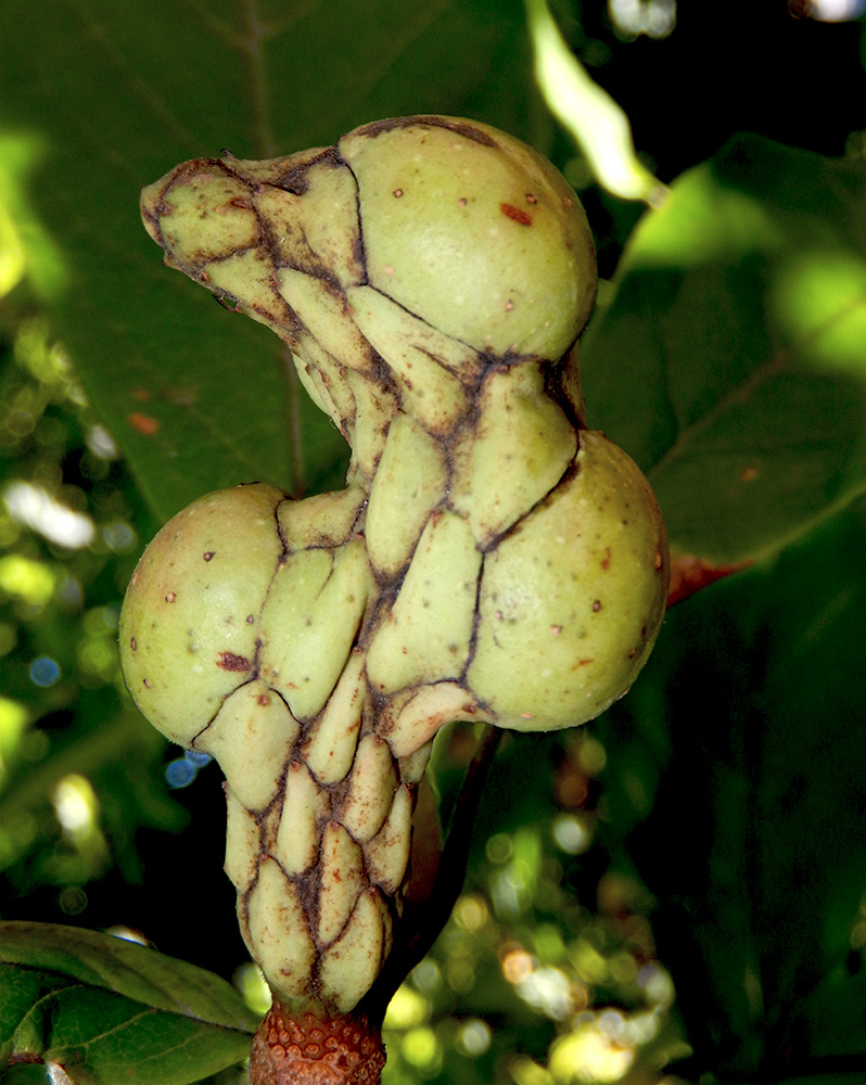Image of Magnolia × soulangeana specimen.