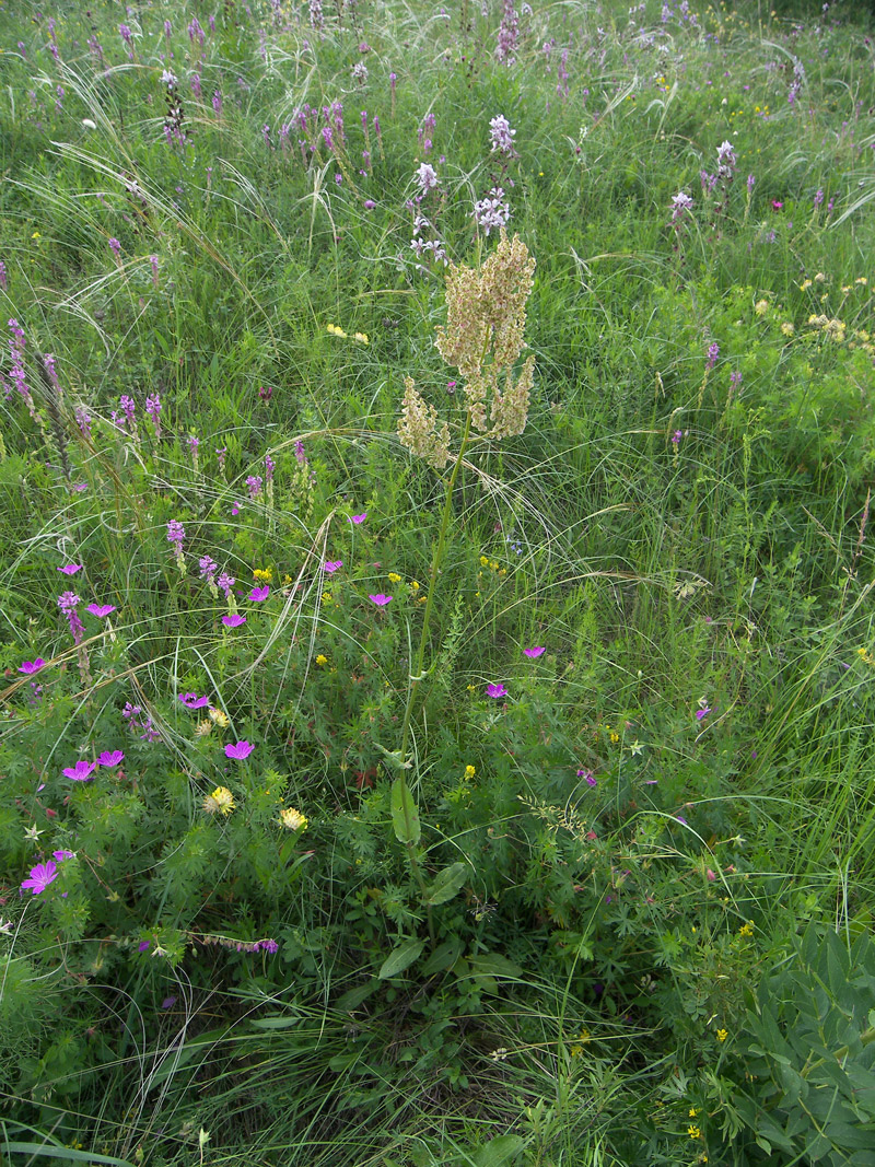 Изображение особи Rumex tuberosus ssp. horizontalis.