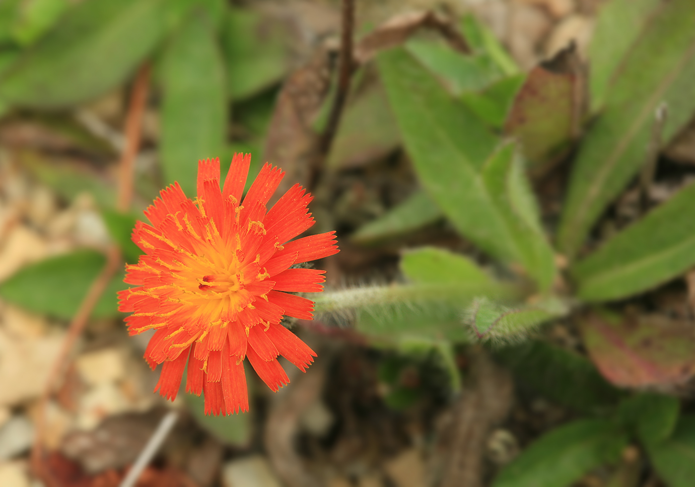 Image of Pilosella aurantiaca specimen.