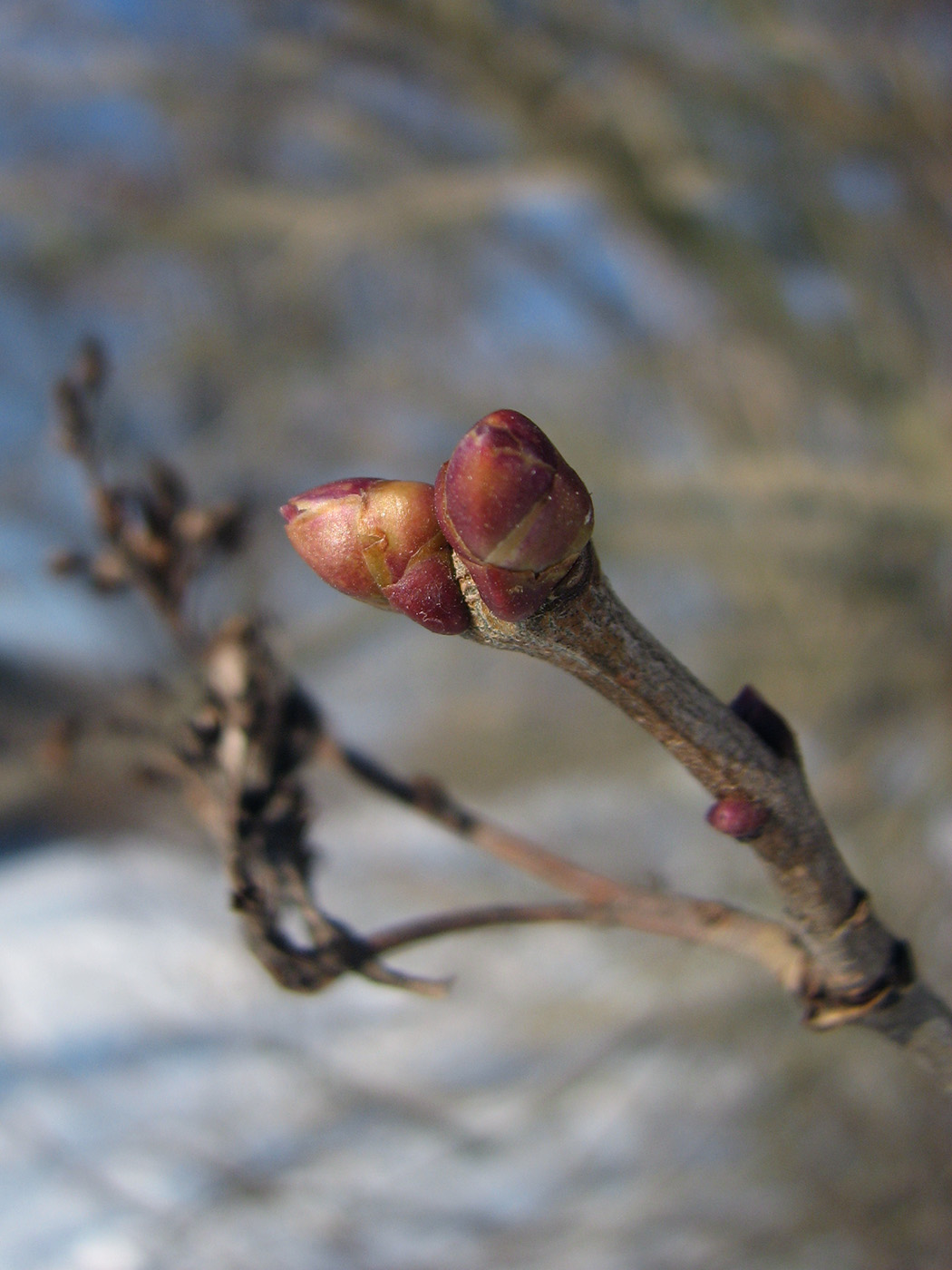 Изображение особи Syringa vulgaris.