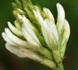 Astragalus marinus