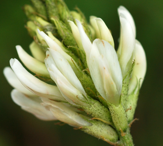 Image of Astragalus marinus specimen.