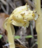 Hypopitys monotropa