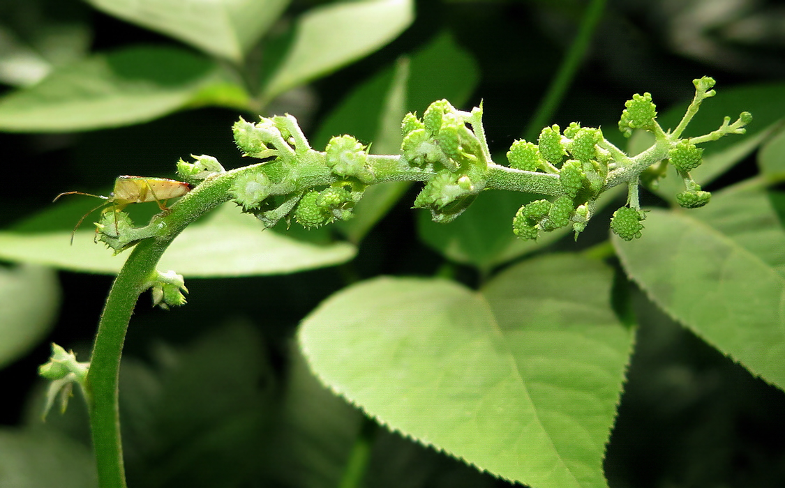 Изображение особи Aralia cordata.