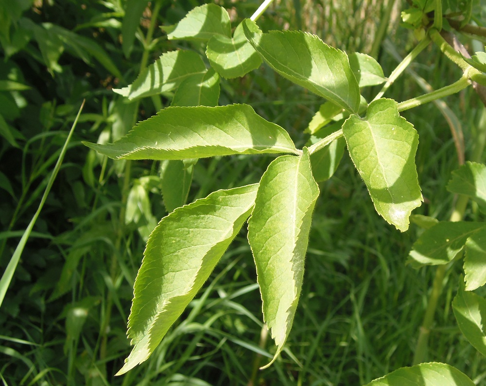 Изображение особи Sambucus nigra.