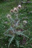 Cirsium sairamense