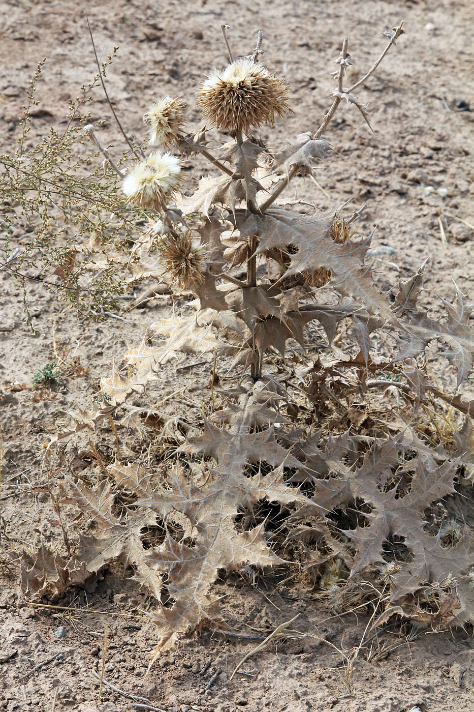 Изображение особи Echinops brevipenicillatus.