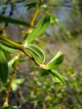 genus Salix
