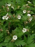 Geranium krylovii