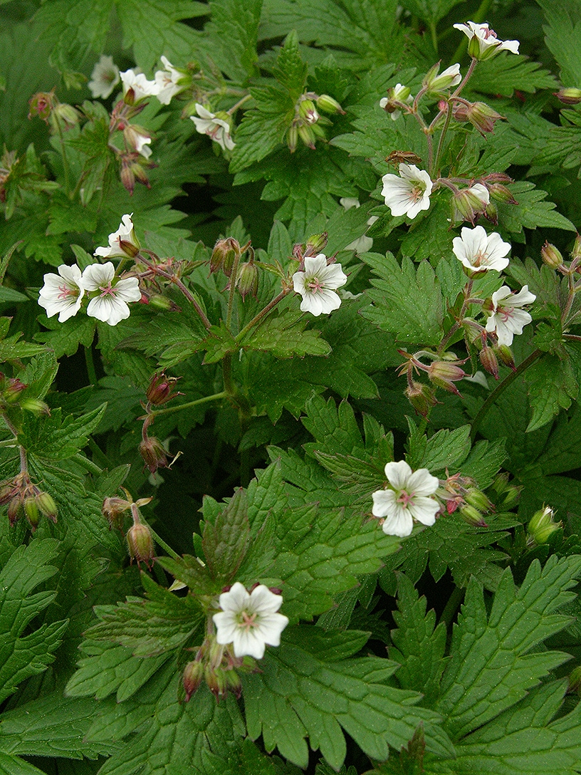 Изображение особи Geranium krylovii.