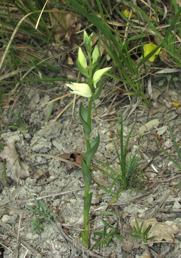 Image of Cephalanthera epipactoides specimen.