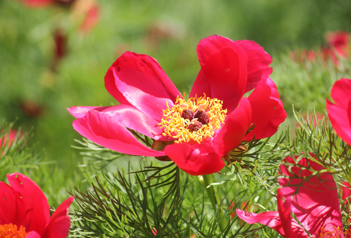 Изображение особи Paeonia tenuifolia.