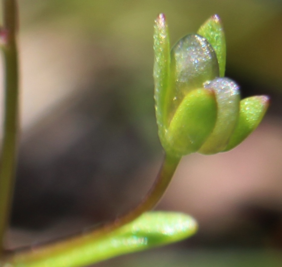 Image of Veronica hispidula specimen.