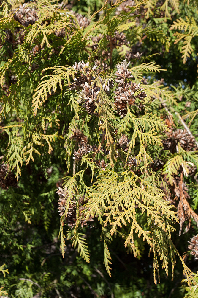 Image of Thuja occidentalis specimen.