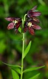 Fritillaria camschatcensis