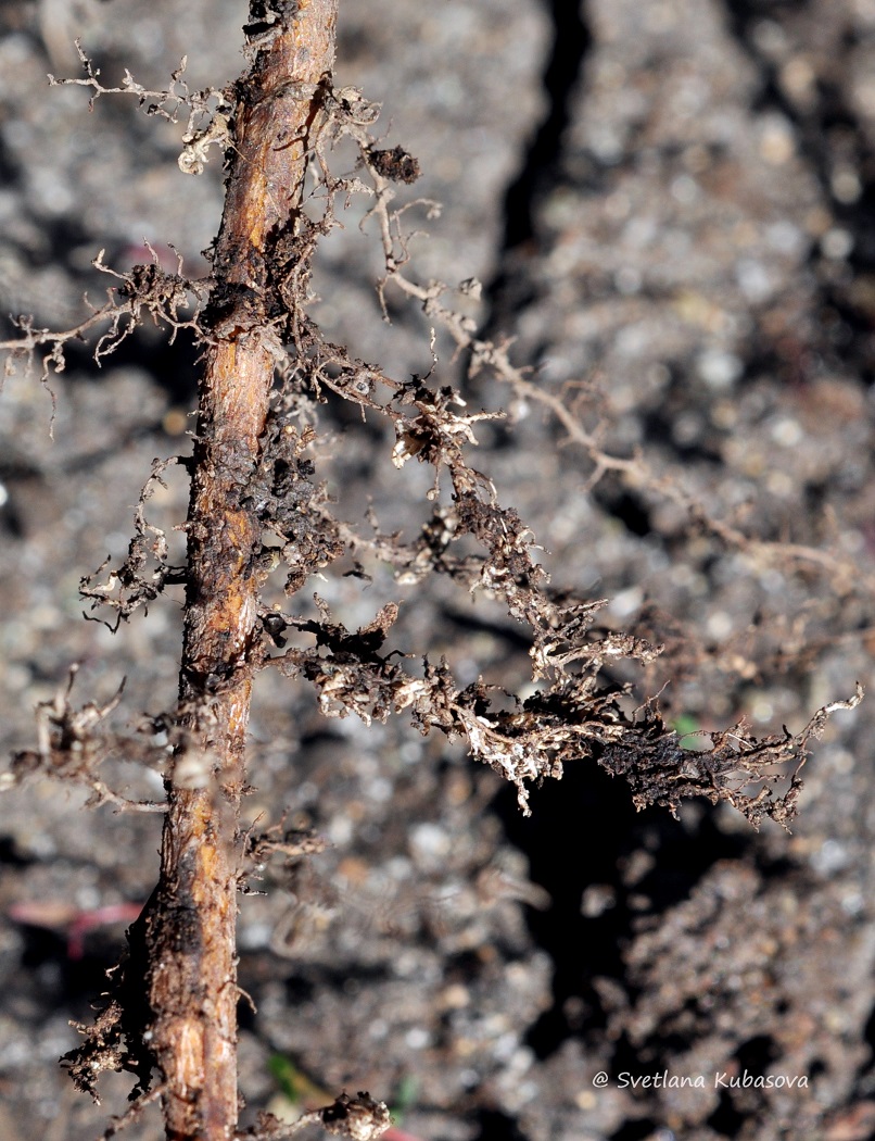 Image of Quercus robur specimen.