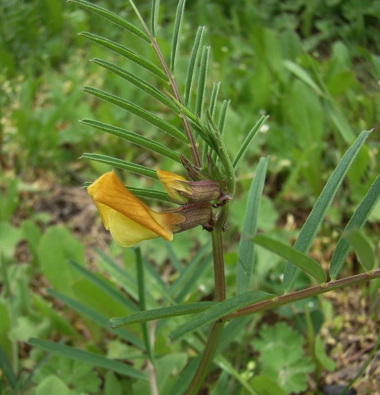 Image of Vicia biebersteinii specimen.