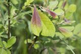 Salix aurita. Часть ветви с молодым побегом. Кировская обл., Кирово-Чепецкий р-н, ур. Большое Каринское Болото. 26.06.2017.