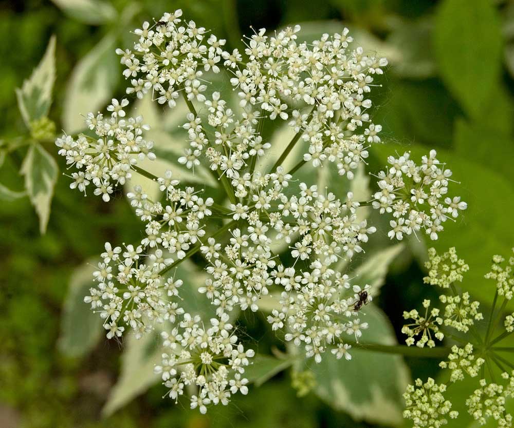 Image of Aegopodium podagraria specimen.