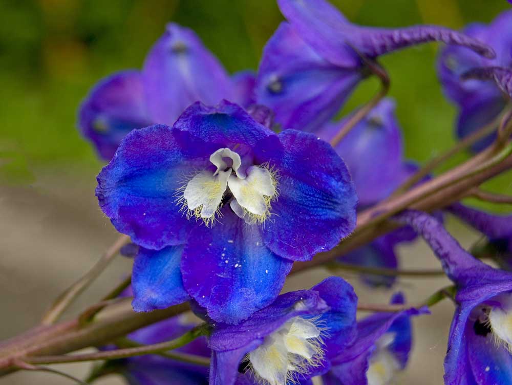 Изображение особи Delphinium &times; phoeniceum.