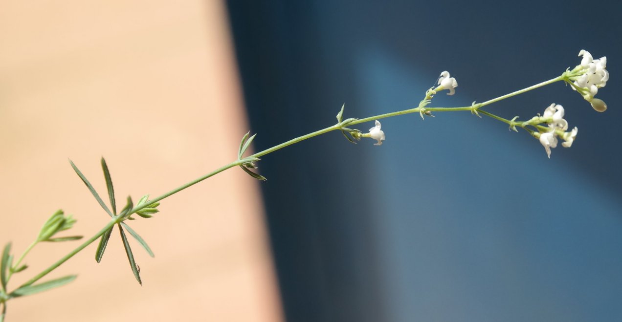 Изображение особи род Galium.