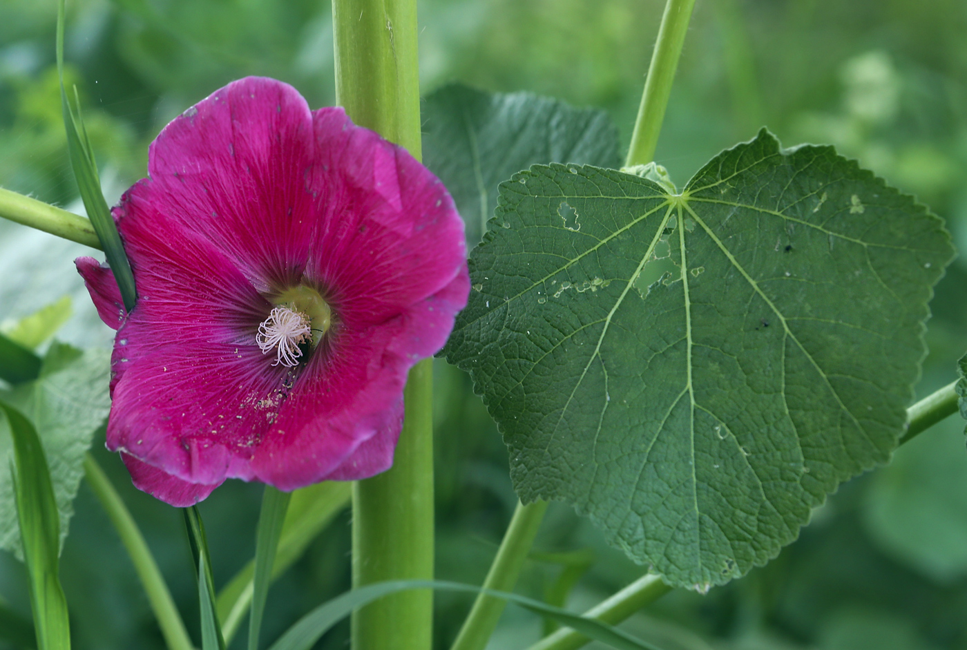 Image of Alcea rosea specimen.