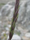 Elymus buschianus. Часть соцветия. Кабардино-Балкария, Эльбрусский р-н, долина ледника Шхельда, ок. 2300 м н.у.м., каменистое место. 30.07.2017.