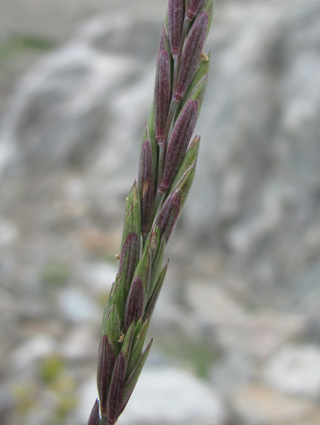 Изображение особи Elymus buschianus.