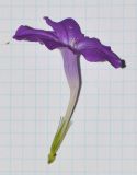 Image of taxon representative. Author is Татьяна Мальчинская