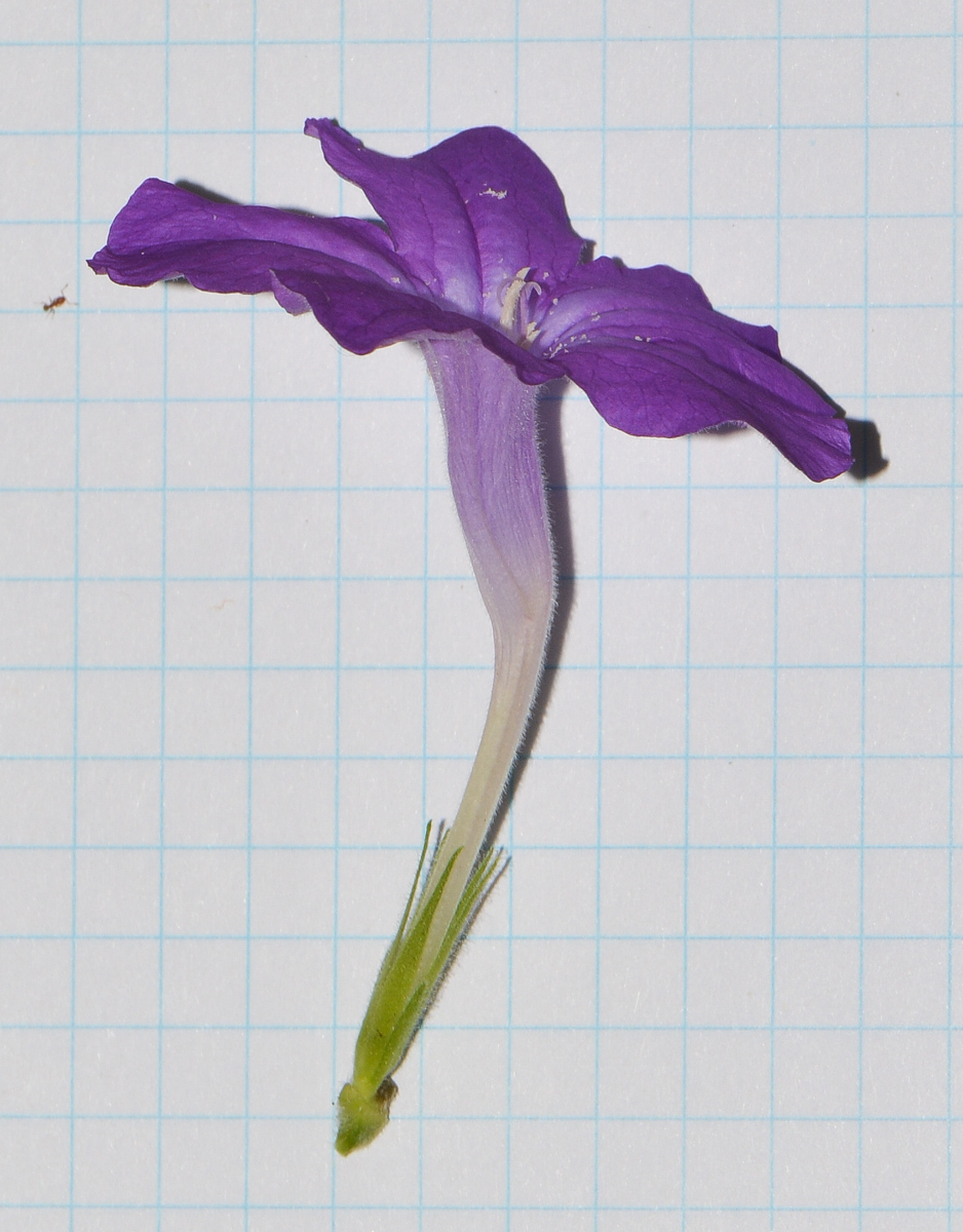 Image of Ruellia prostrata specimen.