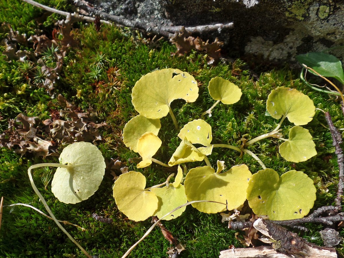 Image of Viola biflora specimen.