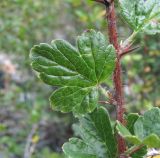 Grossularia reclinata. Часть побега. Кабардино-Балкария, Эльбрусский р-н, окр. пос. Эльбрус, ок. 1800 м н.у.м., каменистое место на склоне горы. 22.08.2017.