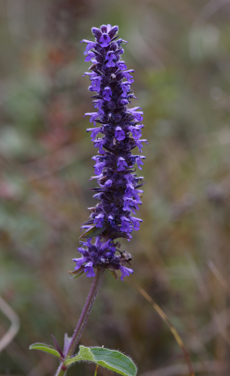 Image of Schizonepeta multifida specimen.