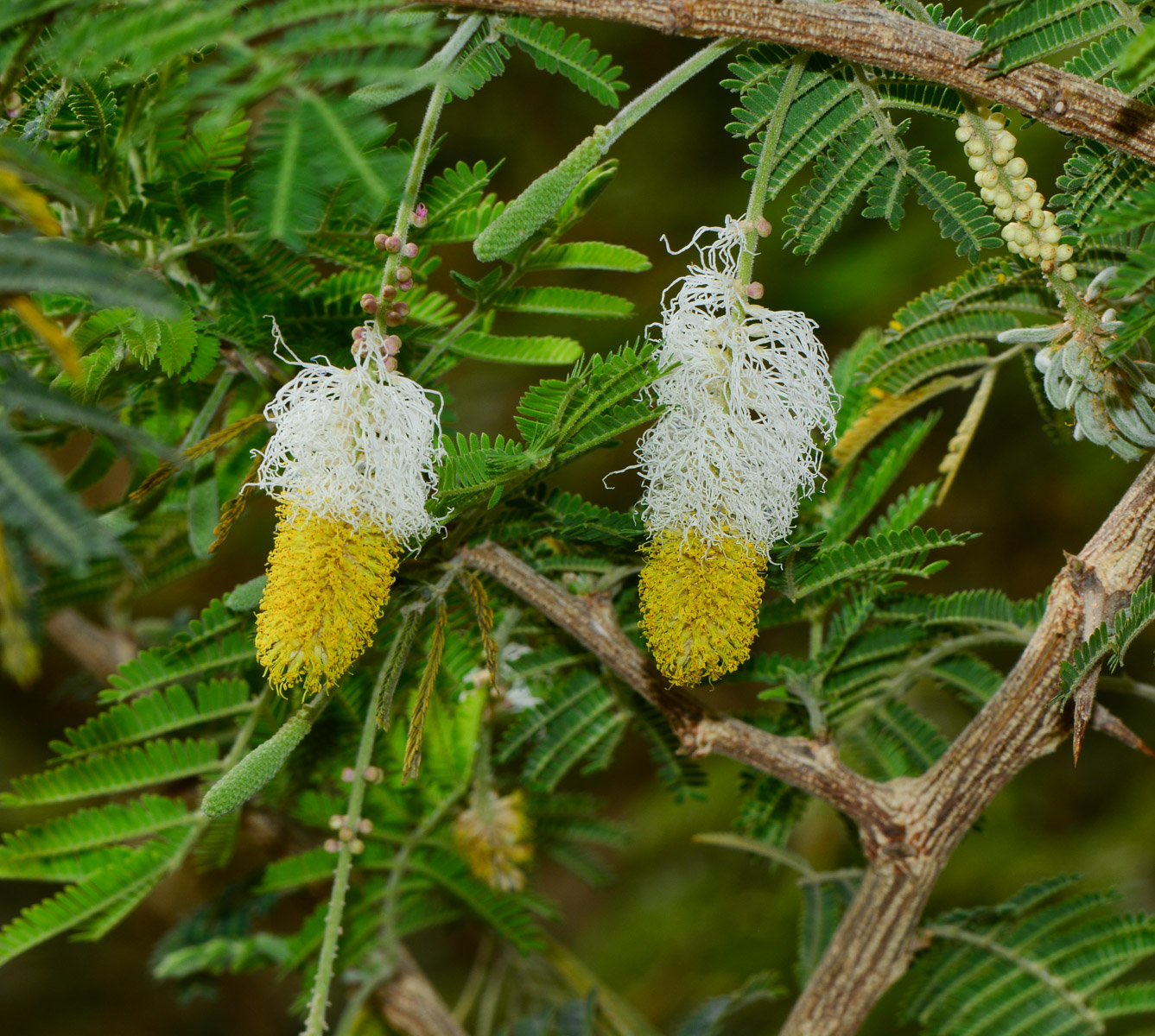 Image of Dichrostachys cinerea specimen.