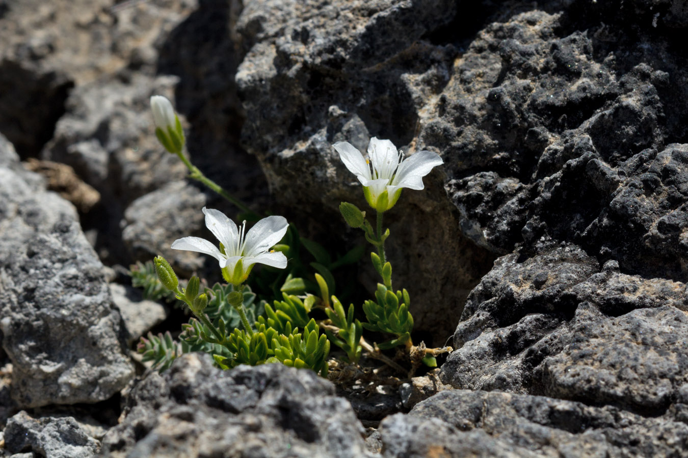 Image of Arenaria cretica specimen.