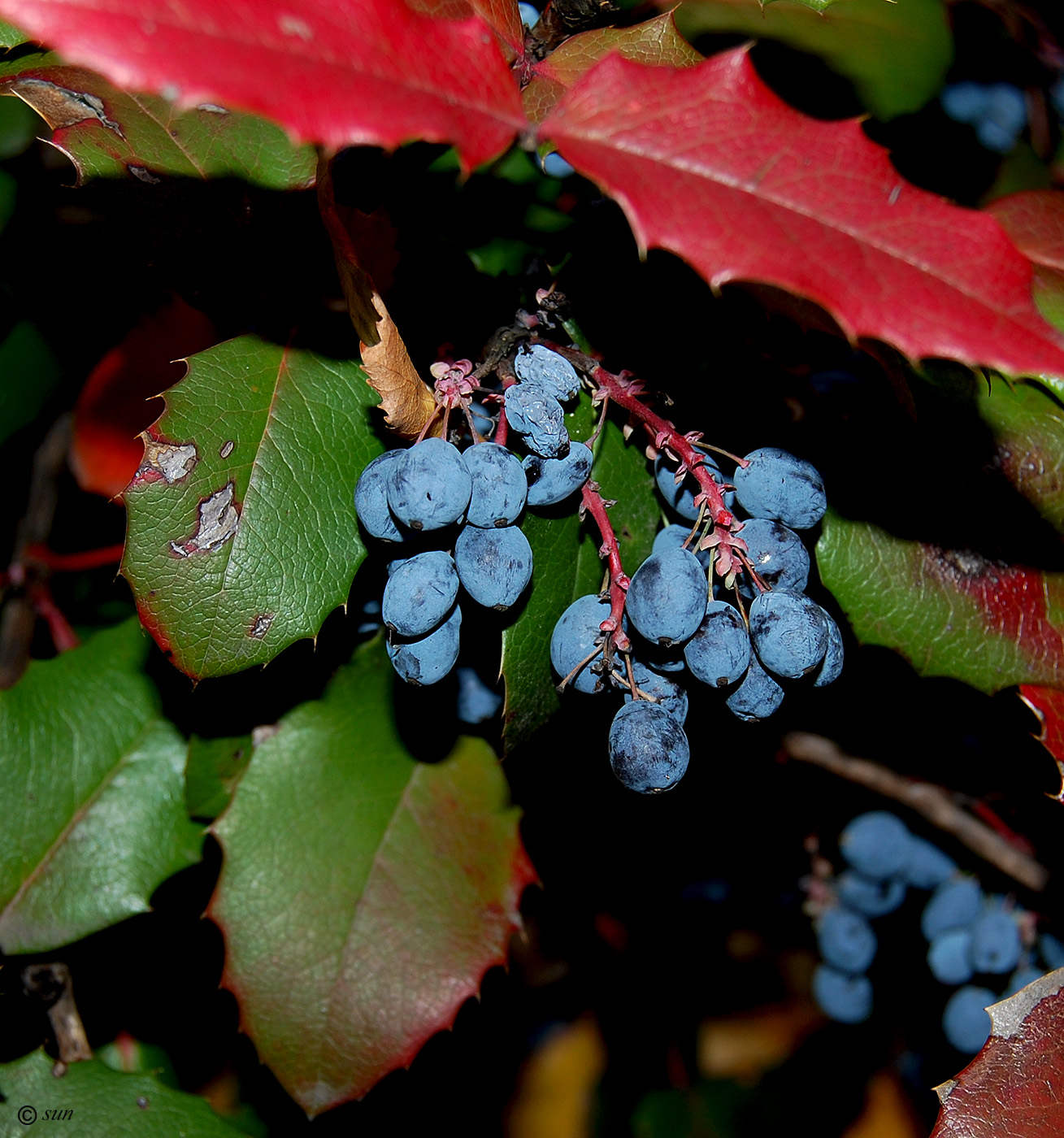 Изображение особи Mahonia aquifolium.