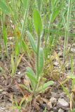 Camelina rumelica