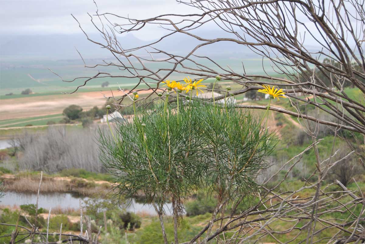 Image of Euryops speciosissimus specimen.