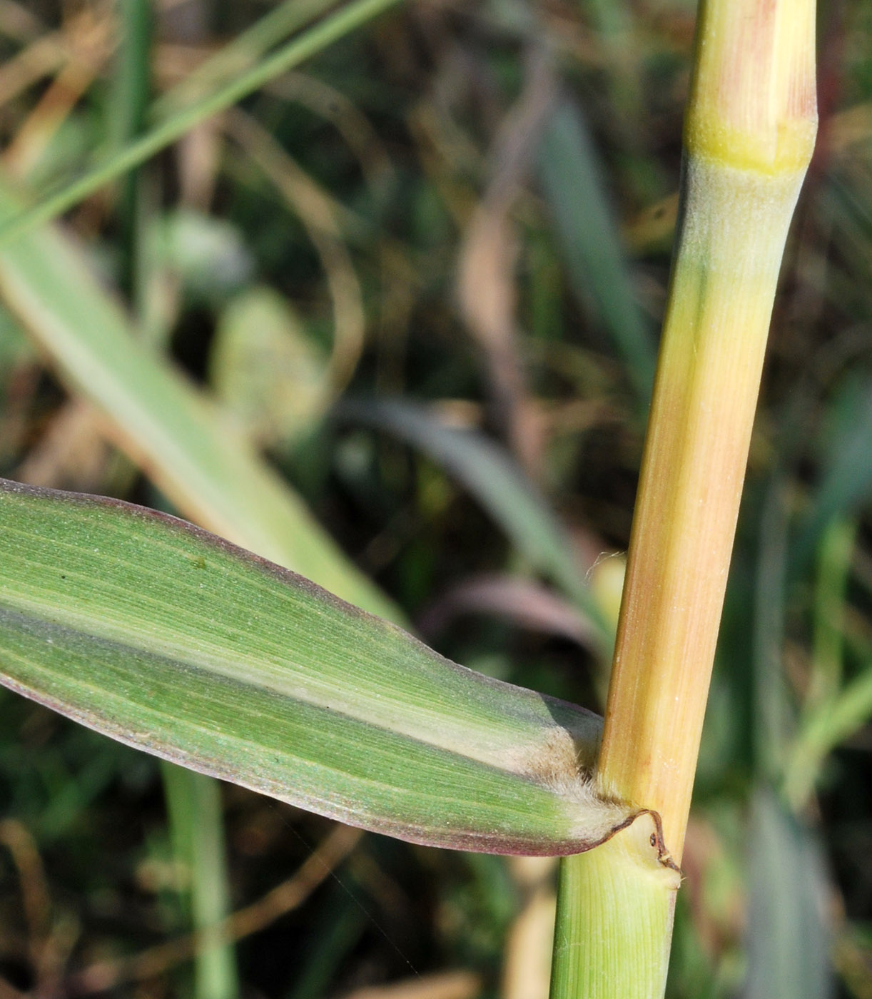 Image of Sorghum halepense specimen.