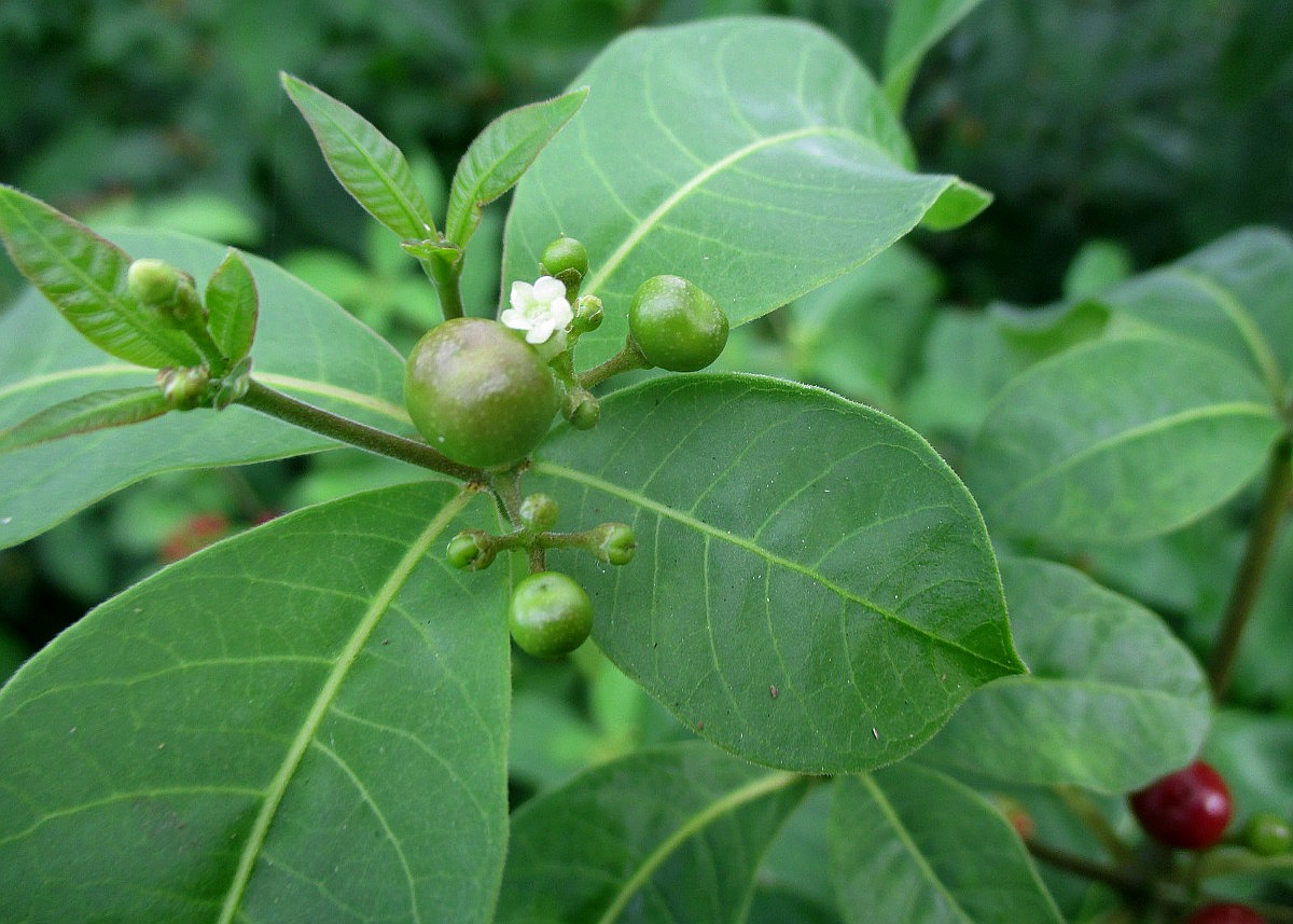 Image of Rauvolfia tetraphylla specimen.