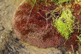 Bryum cryophilum