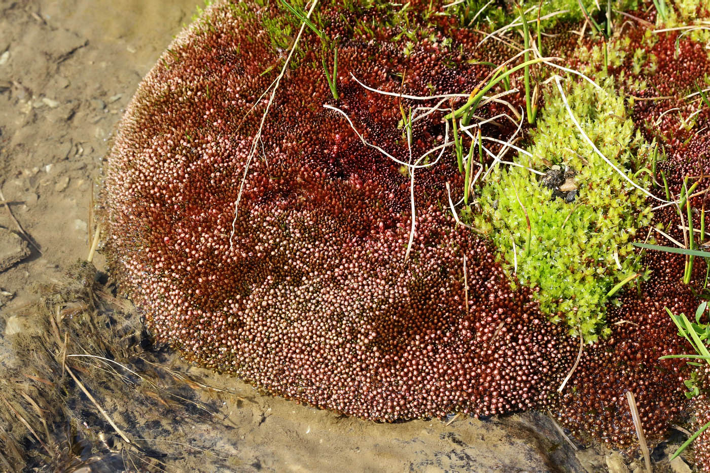 Изображение особи Bryum cryophilum.