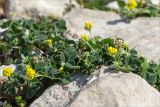 Medicago lupulina. Верхушки побегов с соцветиями. Грузия, край Имеретия, Хонийский муниципалитет, окр. с. Зеда-Горди, дол. р. Окаце, выс. 560 м н.у.м., каменистый склон. 08.05.2017.