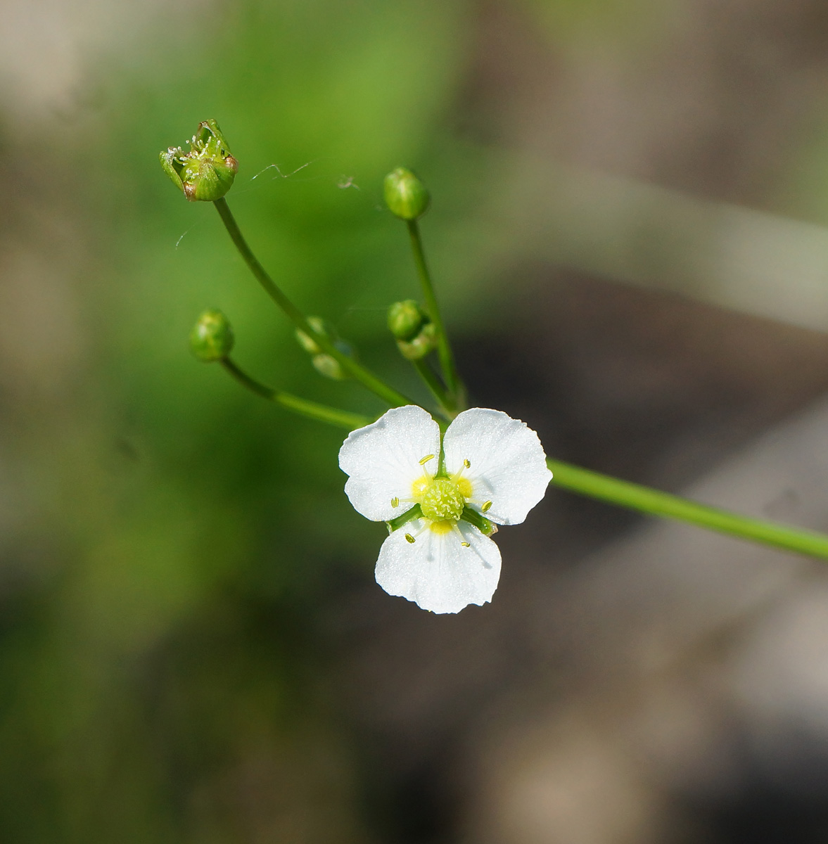 Изображение особи Alisma plantago-aquatica.