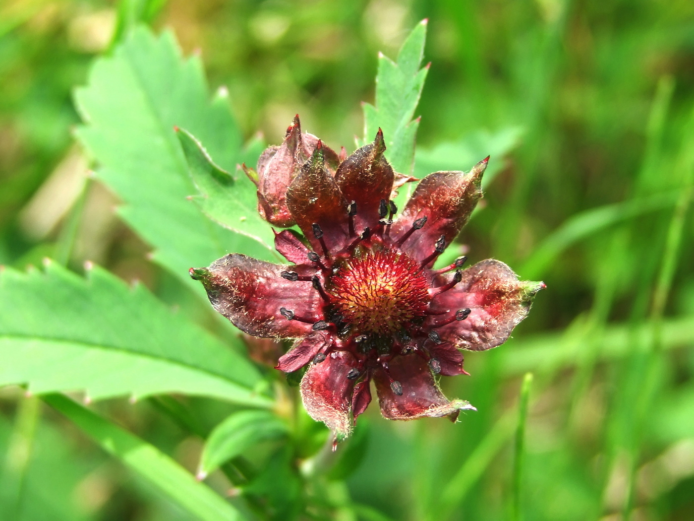 Image of Comarum palustre specimen.