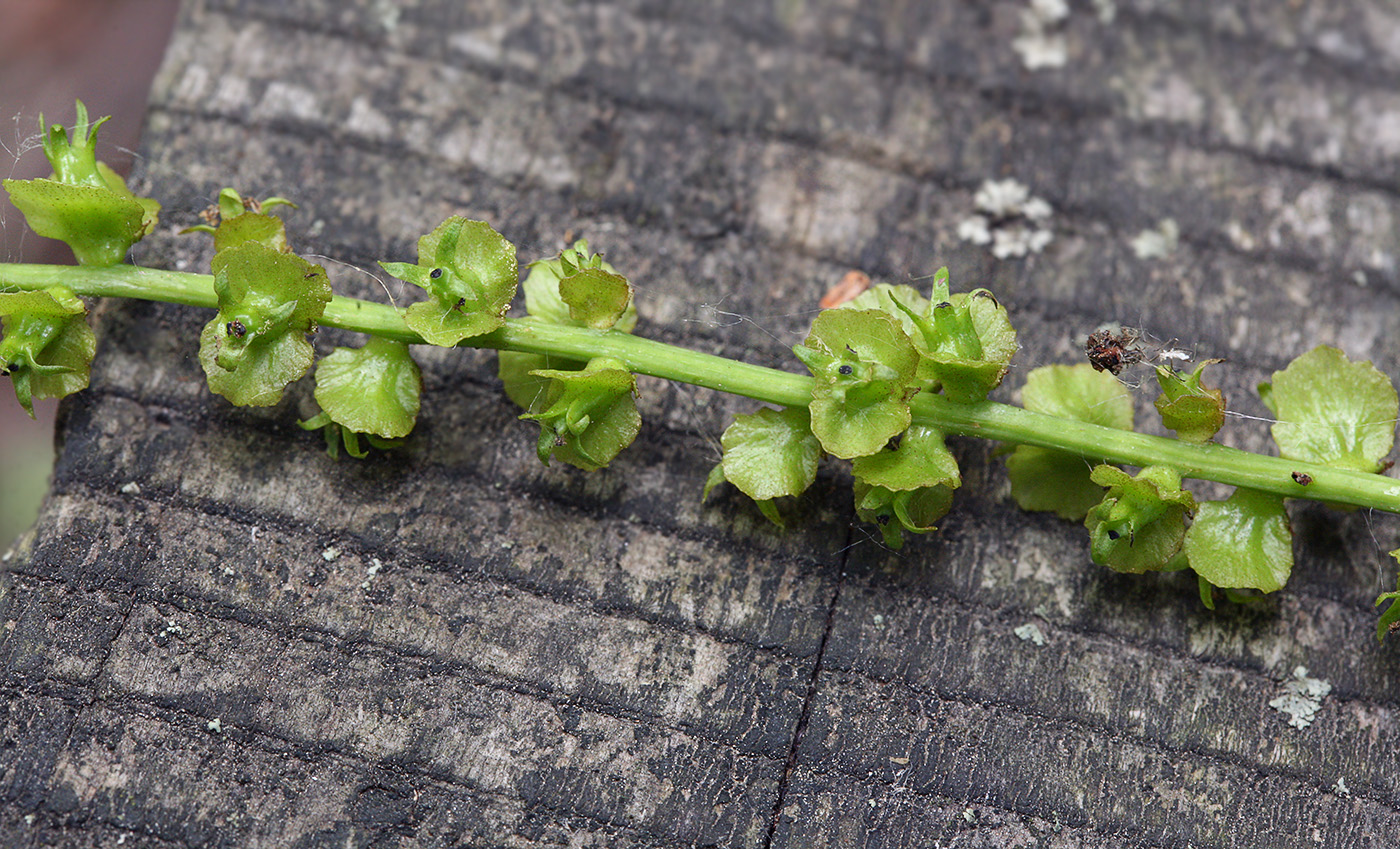 Image of Pterocarya fraxinifolia specimen.